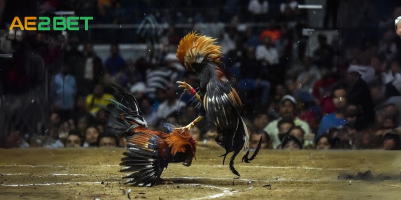 Đá Gà SV088: Cảm Nhận Đam Mê Từng Giây 2 da ga ae2bet.net 1