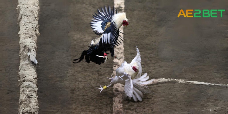 SV088: Nơi Giao Lưu Đam Mê Đá Gà Cựa Dao 2 da ga cua dao ae2bet.net 1