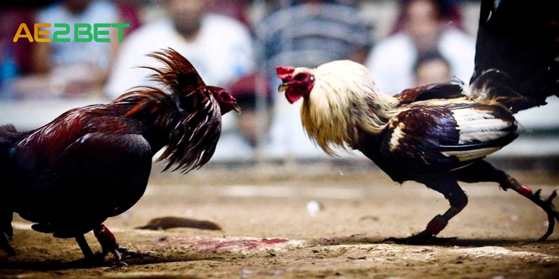 SV088: Nơi Giao Lưu Đam Mê Đá Gà Cựa Dao 3 da ga cua dao ae2bet.net 2