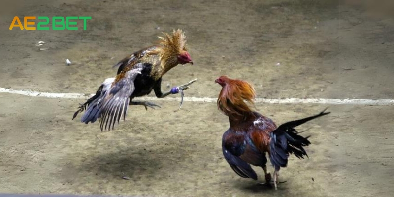 Đến SV088 Xem Ngay Đá Gà Trực Tiếp C1 3 da ga truc tiep c1 ae2bet.net 2